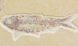 Multiple Knightia Fossil Fish Plate - x #42343-1